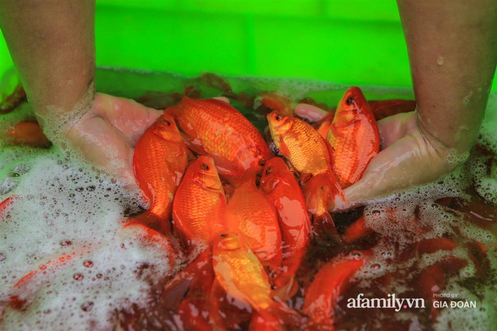 Chợ cá lớn nhất Hà Nội nhộn nhịp trước lễ ông Công ông Táo, dân buôn bở hơi tai vác cả tấn cá mỗi ngày nhưng không rời chiếc khẩu trang-8