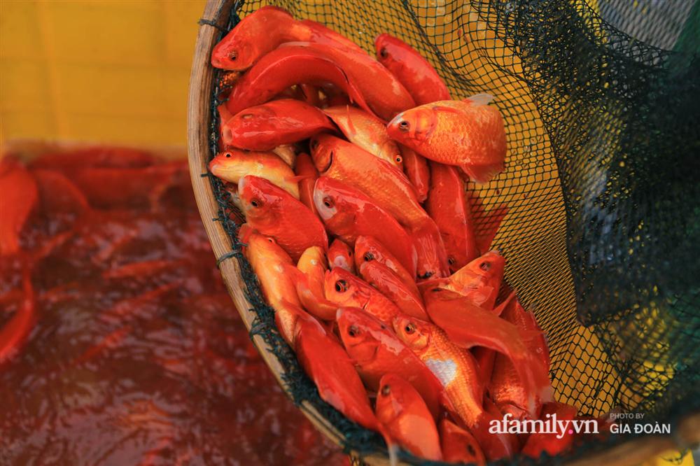 Chợ cá lớn nhất Hà Nội nhộn nhịp trước lễ ông Công ông Táo, dân buôn bở hơi tai vác cả tấn cá mỗi ngày nhưng không rời chiếc khẩu trang-9