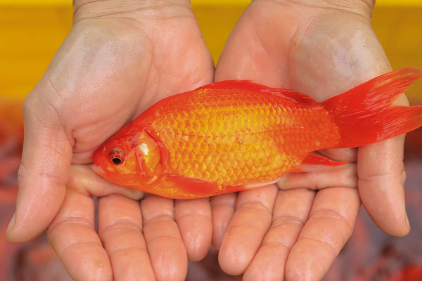 Thị trường đồ lễ ông Công ông Táo sôi động, đồ cúng hàng mã giữ nguyên giá nhưng thực phẩm, hoa quả tăng giá 30%-20