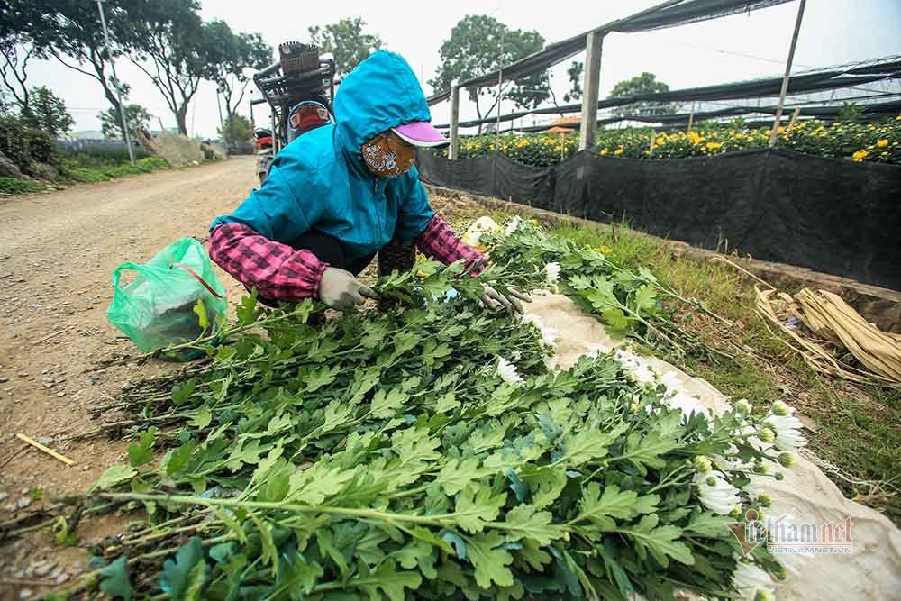 Tai họa ngày cận Tết, cả làng hoa Hà Nội ngồi trên đống lửa-1