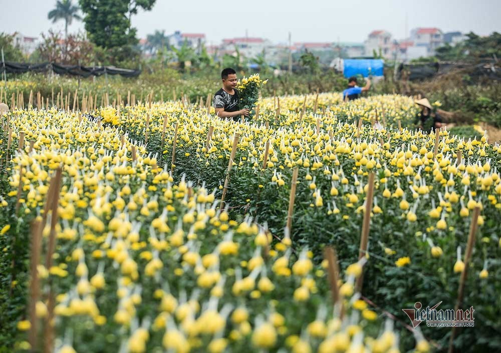 Tai họa ngày cận Tết, cả làng hoa Hà Nội ngồi trên đống lửa-4