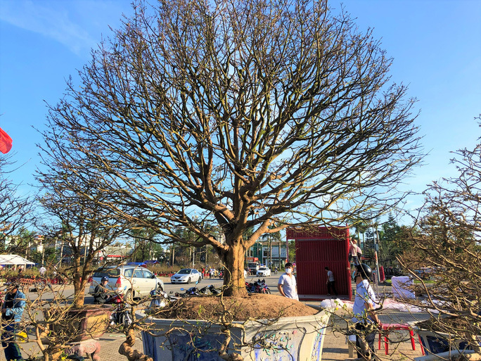 Cây mai trăm tuổi giá 4 tỷ đồng độc nhất vô nhị ở Quảng Ngãi-1