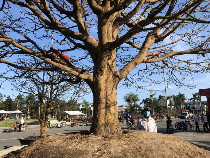 Cây mai trăm tuổi giá 4 tỷ đồng độc nhất vô nhị ở Quảng Ngãi-2