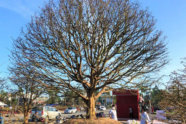 Chủ vườn mai Tết lo lỗ 15 tỷ đồng-3