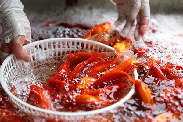 Xôi, cá ngũ sắc cấp đông cúng Tết ông Công ông Táo lên trời-5