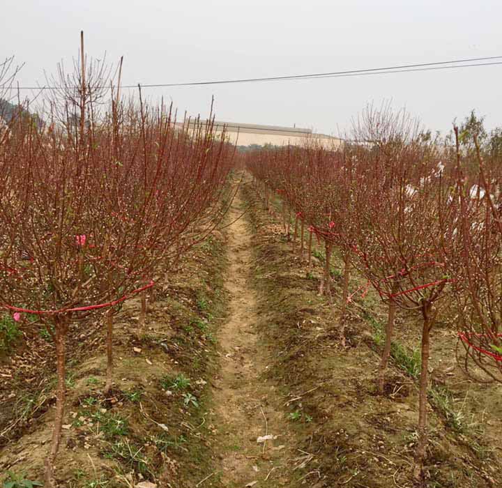 Năm nào cũng buôn 200 cây đào, người phụ nữ tuổi 40 chỉ bán 7 ngày giáp Tết đã thu về hơn 30 triệu-2