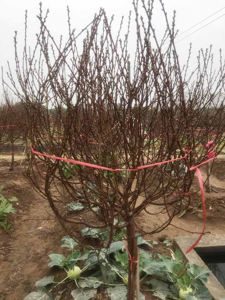 Năm nào cũng buôn 200 cây đào, người phụ nữ tuổi 40 chỉ bán 7 ngày giáp Tết đã thu về hơn 30 triệu-3