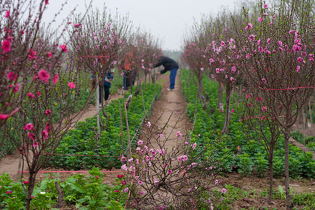 Năm nào cũng buôn 200 cây đào, người phụ nữ tuổi 40 chỉ bán 7 ngày giáp Tết đã thu về hơn 30 triệu-4