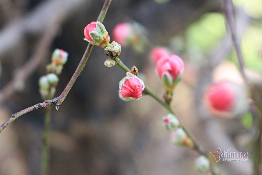 Đón Tết mùa Covid bằng chúc Tết online-1