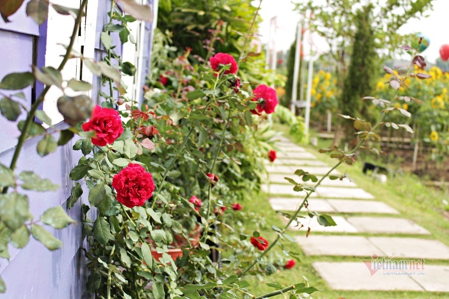 Đón Tết mùa Covid bằng chúc Tết online-2