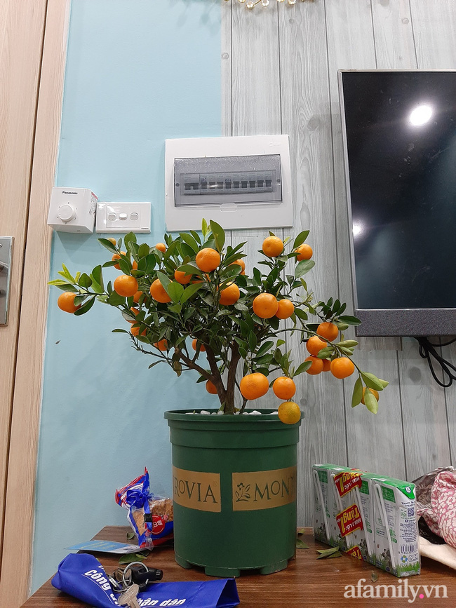 Đầu tư cây quất xinh xinh chơi Tết chưa nổi 1 ngày, ông bố xót ruột nhìn con trai say sưa chơi trò hái quả mùa Xuân-1