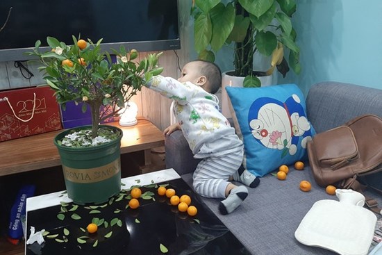 Đầu tư cây quất xinh xinh chơi Tết chưa nổi 1 ngày, ông bố xót ruột nhìn con trai say sưa chơi trò 