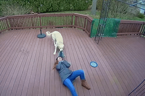 Chú chó giằng co áo kéo lê làm ngạt thở cô gái, ngỡ tai nạn đẫm máu kinh hoàng nhưng sự thật không như mọi người nghĩ-1