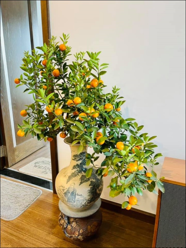 Sao Việt trang trí nhà cửa đón Tết: Lã Thanh Huyền 3 đời chơi lan Hồ Điệp, Thúy Hạnh thiết kế sân vườn đèn hoa lộng lẫy như nhà hàng Nhật-14