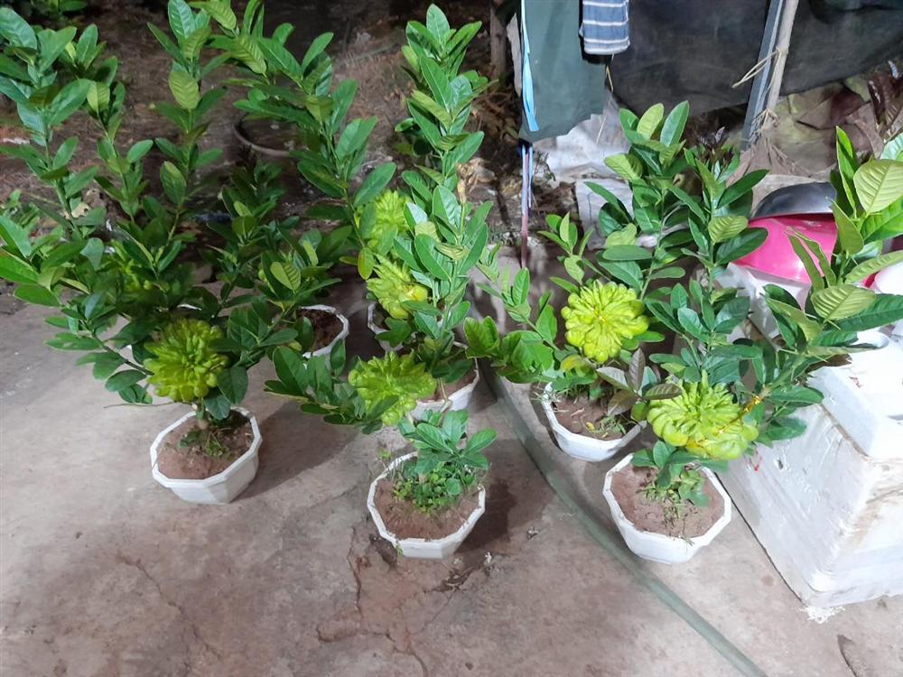 Người phụ nữ tuổi 40 thắng lớn 70 triệu nhờ cận Tết buôn được lô cây phật thủ bonsai giá mềm-1