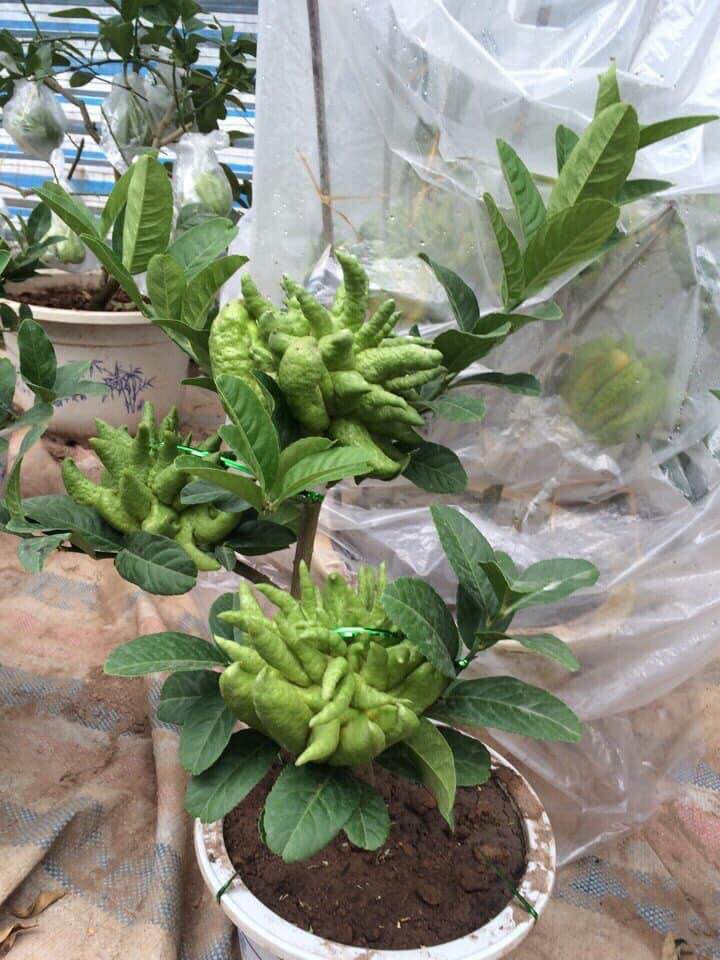 Người phụ nữ tuổi 40 thắng lớn 70 triệu nhờ cận Tết buôn được lô cây phật thủ bonsai giá mềm-2