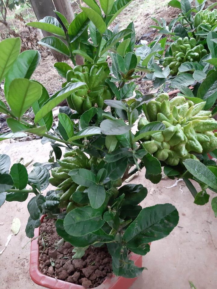 Người phụ nữ tuổi 40 thắng lớn 70 triệu nhờ cận Tết buôn được lô cây phật thủ bonsai giá mềm-4