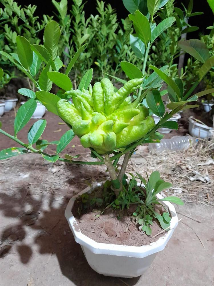 Người phụ nữ tuổi 40 thắng lớn 70 triệu nhờ cận Tết buôn được lô cây phật thủ bonsai giá mềm-7