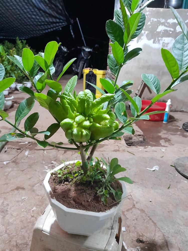 Người phụ nữ tuổi 40 thắng lớn 70 triệu nhờ cận Tết buôn được lô cây phật thủ bonsai giá mềm-9