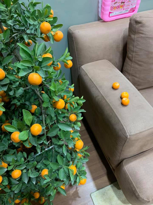 Hay tin cháu xuống thăm, ông ngoại mới mua cây quất chơi Tết đành phải giấu nhẹm đi theo cách đặc biệt khiến dân mạng không nhịn được cười-3