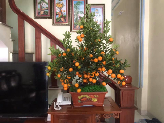 Hay tin cháu xuống thăm, ông ngoại mới mua cây quất chơi Tết đành phải giấu nhẹm đi theo cách đặc biệt khiến dân mạng không nhịn được cười-5