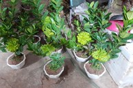 Người phụ nữ tuổi 40 thắng lớn 70 triệu nhờ cận Tết buôn được lô cây phật thủ bonsai giá mềm