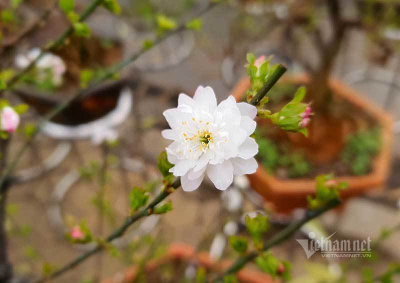 Vườn mai trắng 1.500 cây bung nở, mùa Tết thu ngay 1 tỷ đồng-3