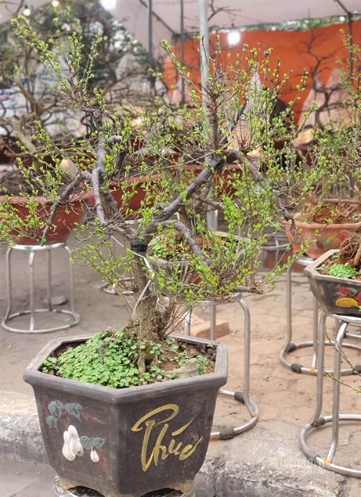 Vườn mai trắng 1.500 cây bung nở, mùa Tết thu ngay 1 tỷ đồng-4