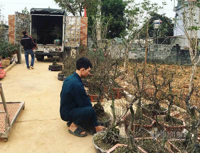 Vườn mai trắng 1.500 cây bung nở, mùa Tết thu ngay 1 tỷ đồng-5