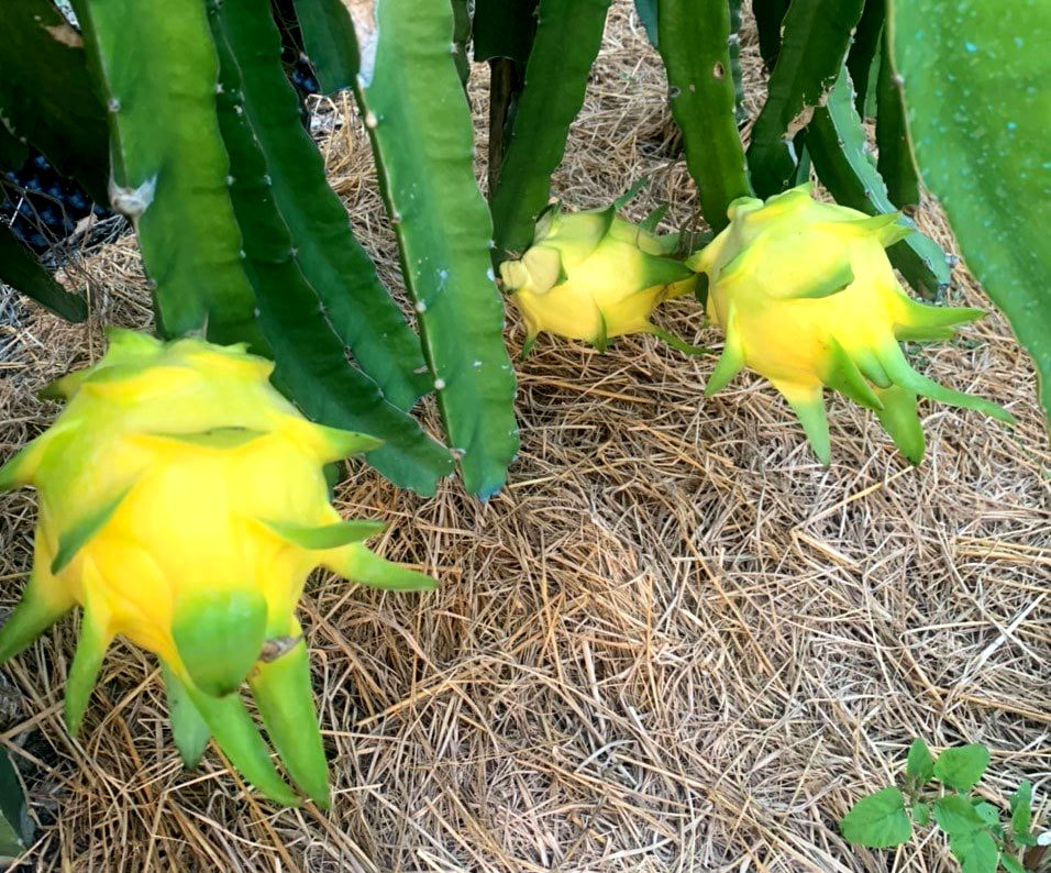 Ngồi 1 chỗ, ngày bán 2 tấn thanh long vàng: Hàng ngoại ế nặng, đồ Việt cháy sạp-1