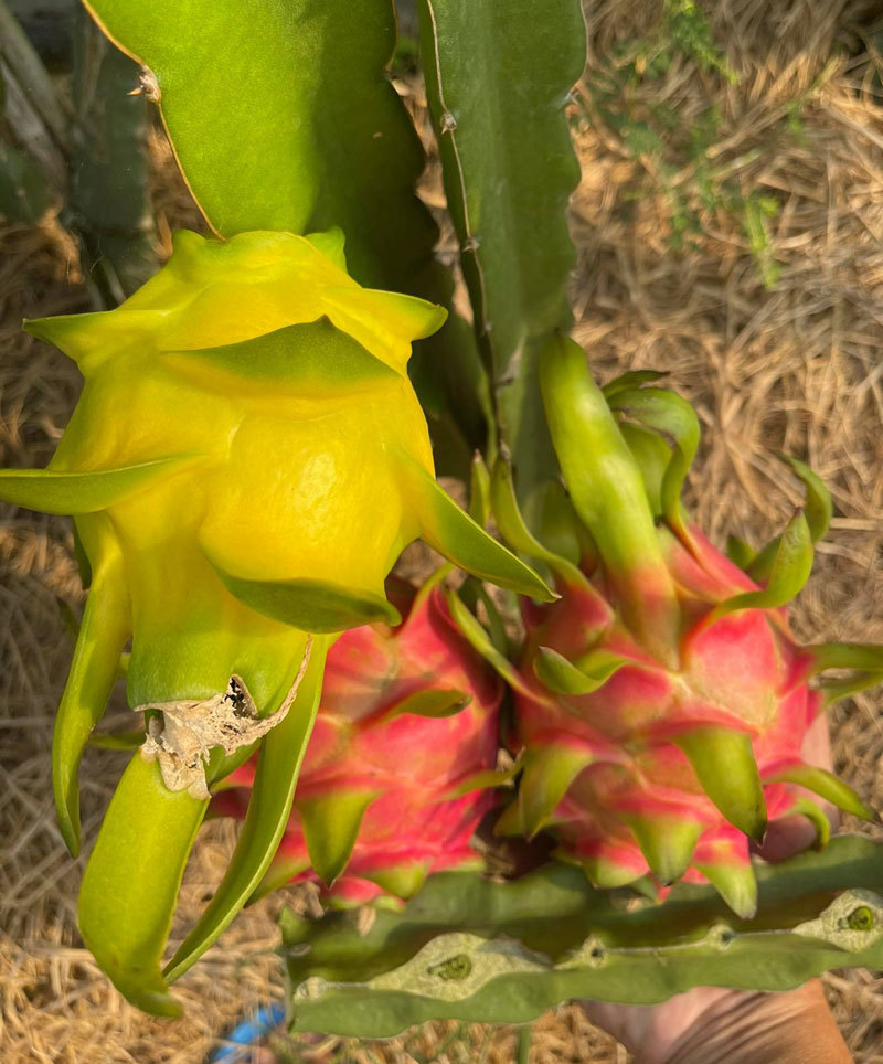 Ngồi 1 chỗ, ngày bán 2 tấn thanh long vàng: Hàng ngoại ế nặng, đồ Việt cháy sạp-2