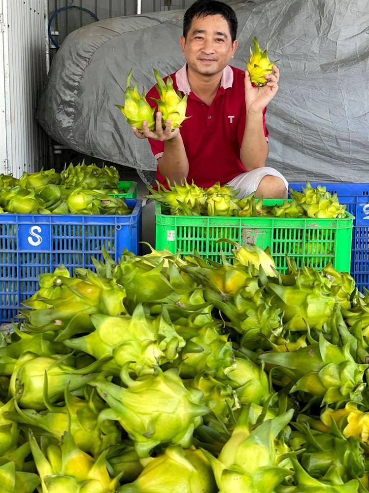 Ngồi 1 chỗ, ngày bán 2 tấn thanh long vàng: Hàng ngoại ế nặng, đồ Việt cháy sạp-3