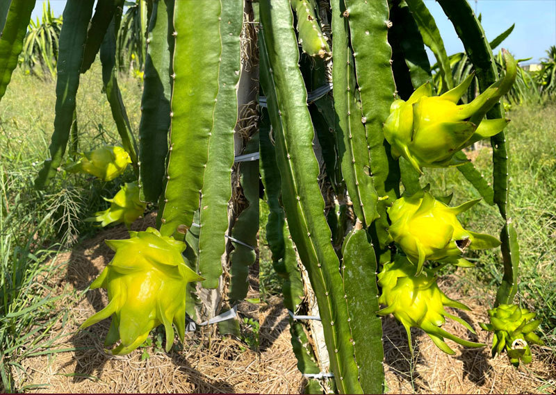 Ngồi 1 chỗ, ngày bán 2 tấn thanh long vàng: Hàng ngoại ế nặng, đồ Việt cháy sạp-4