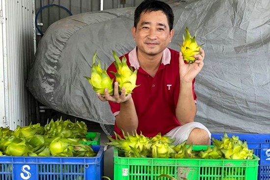 Ngồi 1 chỗ, ngày bán 2 tấn thanh long vàng: Hàng ngoại ế nặng, đồ Việt cháy sạp