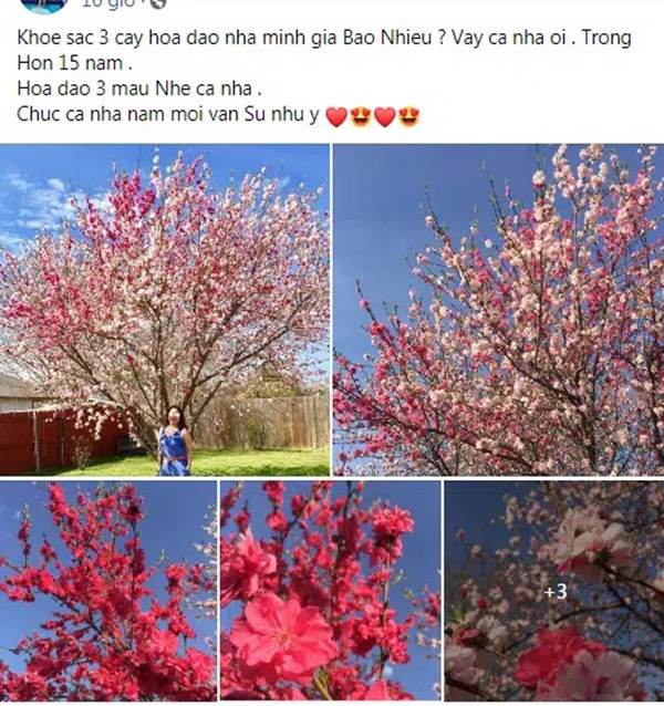 Cây hoa đào mix 3 màu đỏ - hồng - trắng siêu quý hiếm khoe sắc rực rỡ khiến dân mạng xôn xao, trầm trồ-1