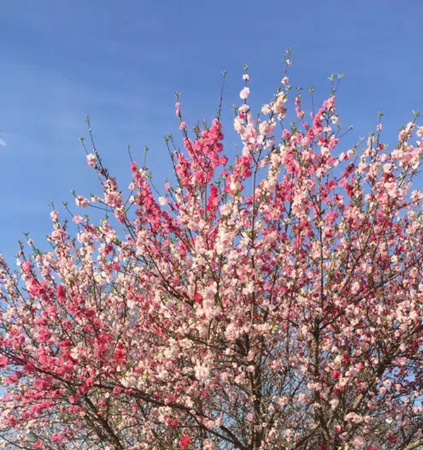 Cây hoa đào mix 3 màu đỏ - hồng - trắng siêu quý hiếm khoe sắc rực rỡ khiến dân mạng xôn xao, trầm trồ-2