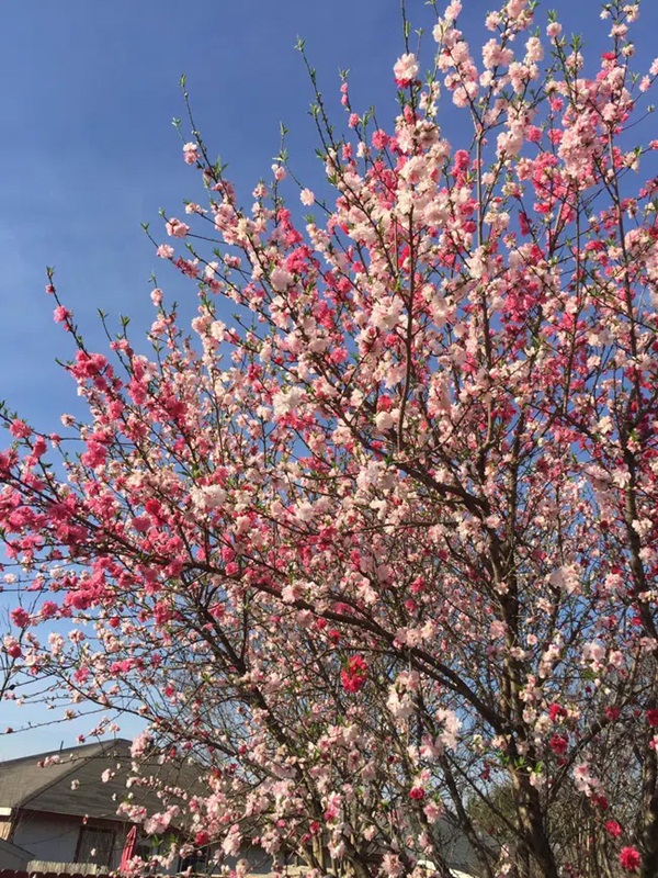 Cây hoa đào mix 3 màu đỏ - hồng - trắng siêu quý hiếm khoe sắc rực rỡ khiến dân mạng xôn xao, trầm trồ-3