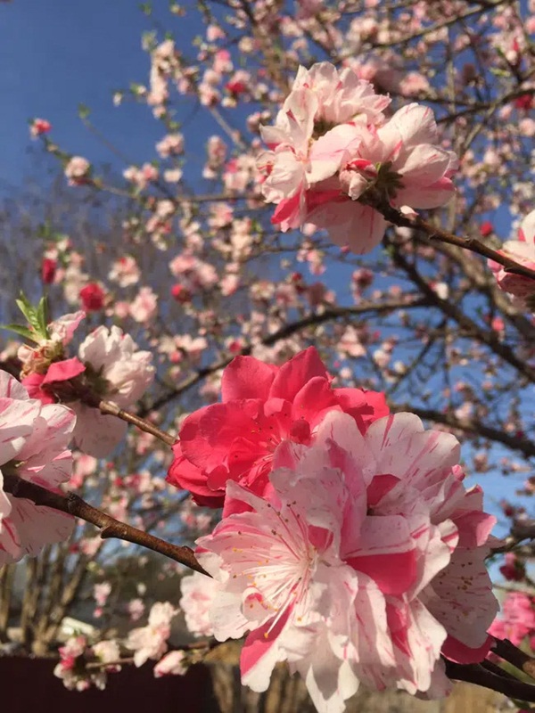 Cây hoa đào mix 3 màu đỏ - hồng - trắng siêu quý hiếm khoe sắc rực rỡ khiến dân mạng xôn xao, trầm trồ-5