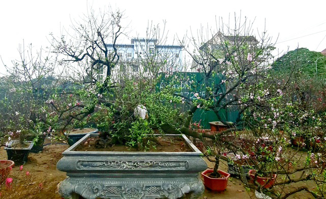 Cây đào phai thế rồng bay được hét giá 200 triệu đồng-1