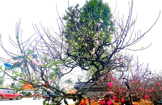 Cây đào phai thế rồng bay được hét giá 200 triệu đồng-10