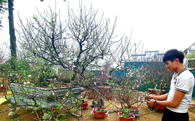 Cây đào phai thế rồng bay được hét giá 200 triệu đồng-11