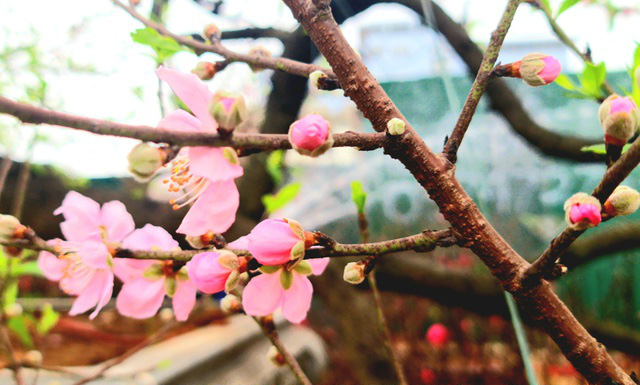 Cây đào phai thế rồng bay được hét giá 200 triệu đồng-13