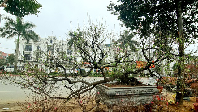 Cây đào phai thế rồng bay được hét giá 200 triệu đồng-2