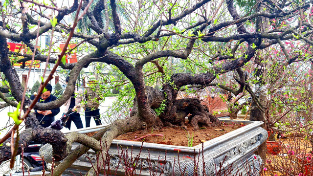 Cây đào phai thế rồng bay được hét giá 200 triệu đồng-5