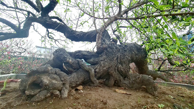 Cây đào phai thế rồng bay được hét giá 200 triệu đồng-6