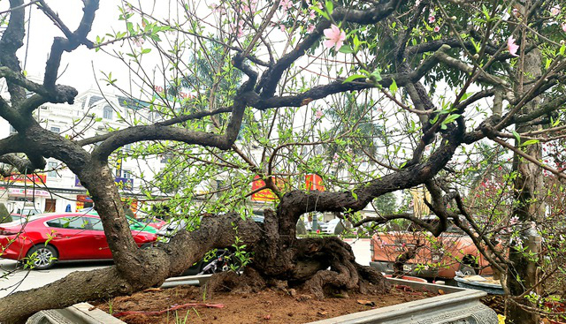 Cây đào phai thế rồng bay được hét giá 200 triệu đồng-7