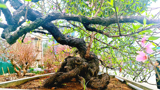 Cây đào phai thế rồng bay được hét giá 200 triệu đồng-8