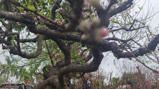 Cây đào phai thế rồng bay được hét giá 200 triệu đồng-9