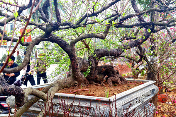 Đào Tết bông trắng như tuyết, dân tranh nhau mua, nhà vườn cháy hàng-6