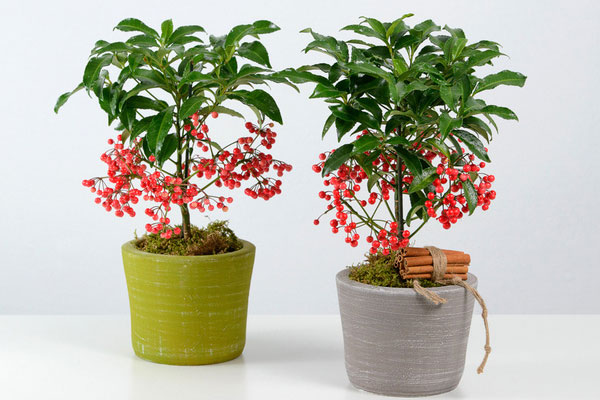 Ý nghĩa của cây ngân lượng trong phong thuỷ ngày Tết-1